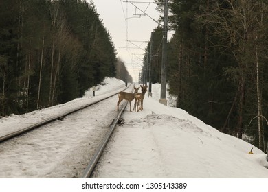 Roe Deer Stand On The Snowbound Road. Roes Are Watching Man. Roes Are On The Railroad. Deer In Winter On The Road.