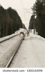 Roe Deer Stand On The Snowbound Road. Roes Are Watching Man. Roes Are On The Railroad. Deer In Winter On The Road.