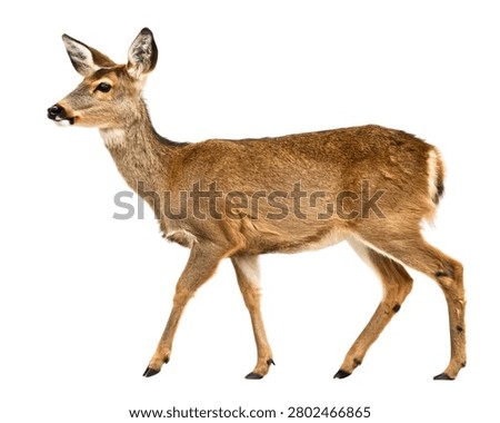 Roe Deer Standing Side Profile Isolated on White Background