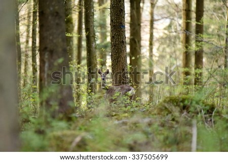 Similar – A little deer stands in the forest