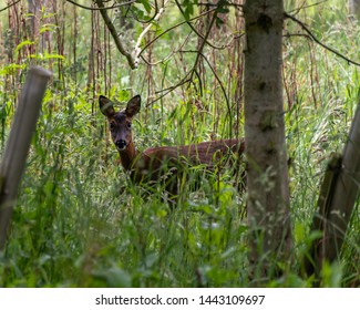 A Roe Deer In The Trees In Scotland.