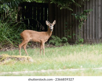 Roe Deer in an Urban Garden - Shutterstock ID 2366859327