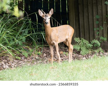 Roe Deer in an Urban Garden - Shutterstock ID 2366859335