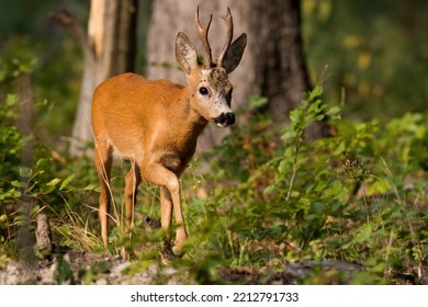 Roe Deer Walking In Green Woodland In Summertime Light