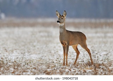 Roe Deer In Winter