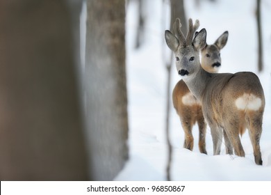 Roe Deer In Winter