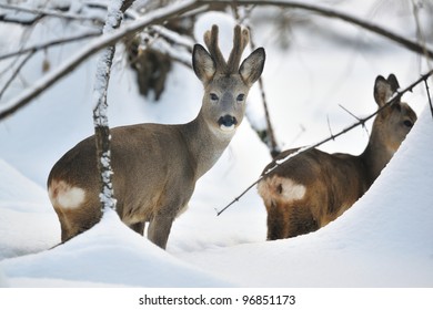 Roe Deer In Winter