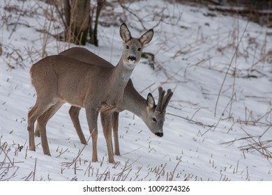 Roe Deer In Winter Capreolus Capreolus