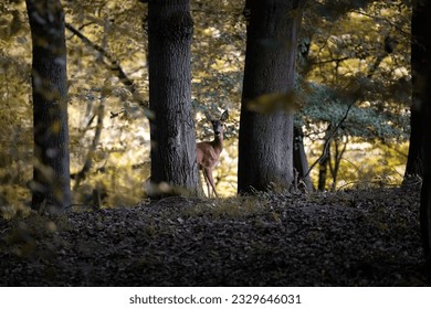 Roe deer in the woods in the warm light of sunrise in Germany, Europe
 - Powered by Shutterstock