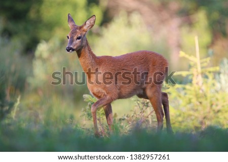 Roe deer,Capreolus capreolus,Walking doe in evening light,