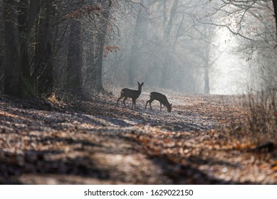 Roe deer(capreolus caproelus) in the middle of the forest