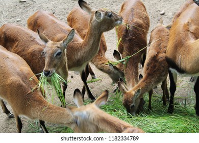 roe that eats grass