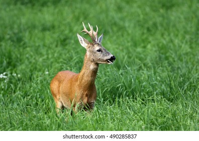 roebuck