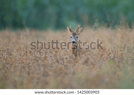 Similar – Image, Stock Photo Deer in cereals Animal