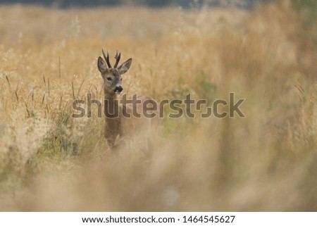 Similar – Image, Stock Photo Deer in cereals Animal