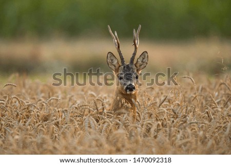 Similar – Foto Bild Reh in einem Feld stehend