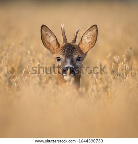 Similar – Image, Stock Photo Deer in cereals Animal