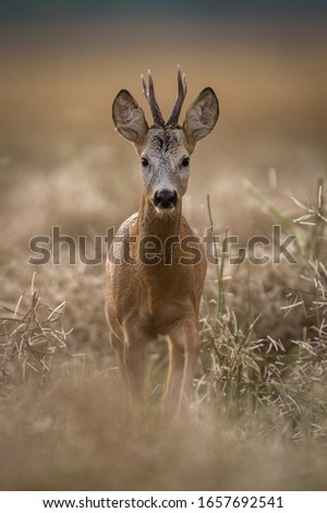 Foto Bild Reh in einem Feld stehend