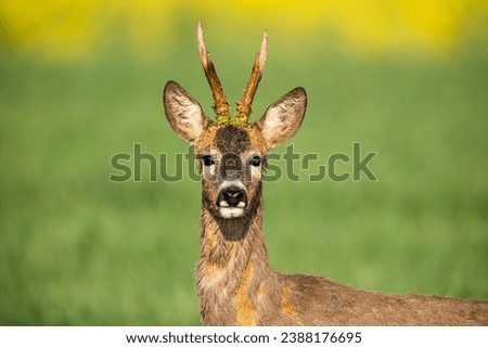 Similar – Image, Stock Photo red roe deer in the grass