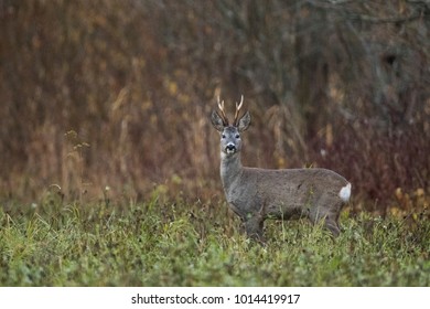 Roebuck (Capreolus Capreolus)
