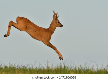 The roebuck jumping on the meadow in rut season
