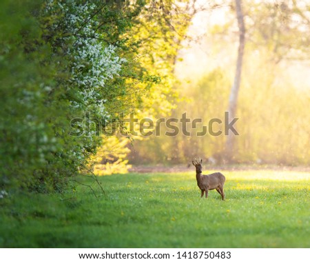 Roebuck in the evening light