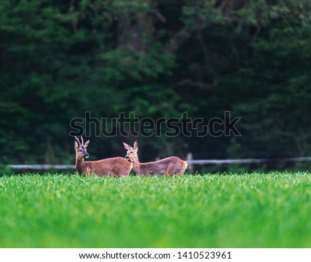 Similar – Roebuck in the evening light