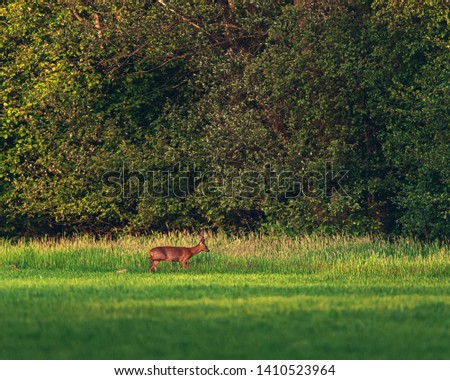 Similar – Roebuck in the evening light