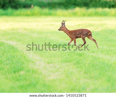 Similar – Roebuck in the evening light