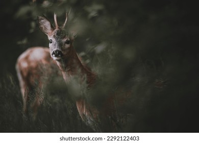 Roedeer in the forest looking towards the camera. Dark and muted colors in green and brown tones. Foreground and background are blurry.