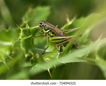 A Roesel's Bush Cricket Sitting On Some Holly At A Nature Reserve In Cranham, Essex