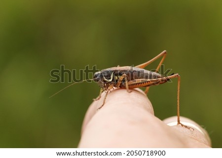 A Roesel's Bush-cricket (Metrioptera roeselii) resting on a persons hand.
