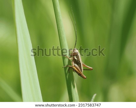 Roesel's Bush-cricket.
Scientific name: Metrioptera roeselii.
Higher classification: Metrioptera.
Family: Tettigoniidae.
Kingdom: Animalia.