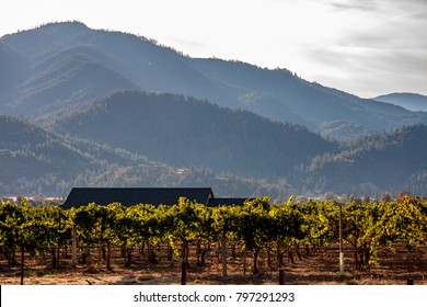 Rogue Valley, Oregon Vineyard