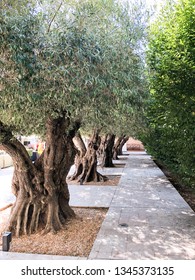 Rohnert Park, California / United States - 2018-09-01 : Olive Trees At The Green Music Center Plaza