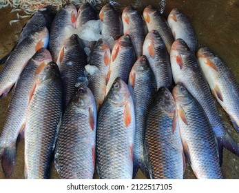 Rohu Catla Carp Fish Arranged In Asian Fish Market Hd