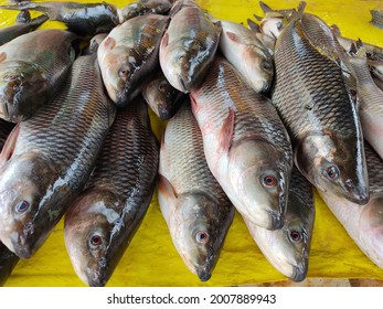 Rohu Fish Arranged Row Sale Asian Stock Photo 2007889943 | Shutterstock