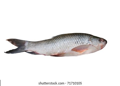 663 Rohu fish Images, Stock Photos & Vectors | Shutterstock