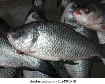 Rohu Rui Roho Labeo Species Fish Stock Photo 1824393938 | Shutterstock