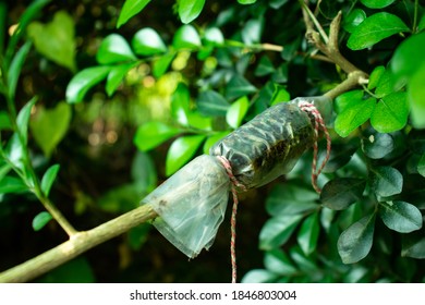 Rojonigandha Or Jui Tree Whip Grafting Plant