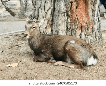 Rokuen Park, Nara deer, 奈良の鹿, Nara Park 
