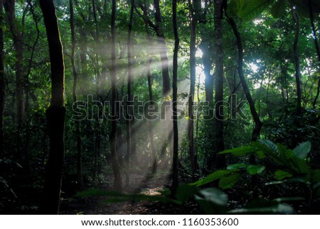 ROL (Ray Of Light) at Forest Peucang Island, Ujung Kulon National Park, Banten, Indonesia