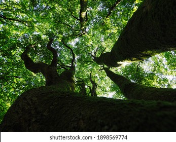 46 Rold Skov Images, Stock Photos & Vectors | Shutterstock