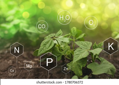 Role of nutrients in Bean plant life. Soil with digital mineral nutrients icon.