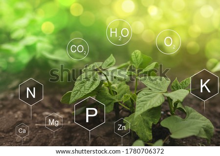 Role of nutrients in Bean plant life. Soil with digital mineral nutrients icon.