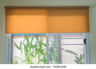 Roll Blinds With Yellow Sunscreen.
