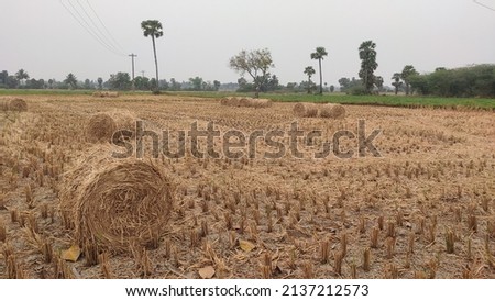 roll of straw or hay role in agriculture farm