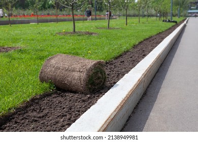 Roll Of Turf Or Turfgrass, Close-up. Landscaping Of Territory In The Park.