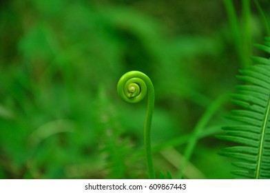 rolled green stem in the forest