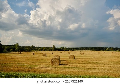 Rolled up hay bales on wheat field. Straw bales on the field.